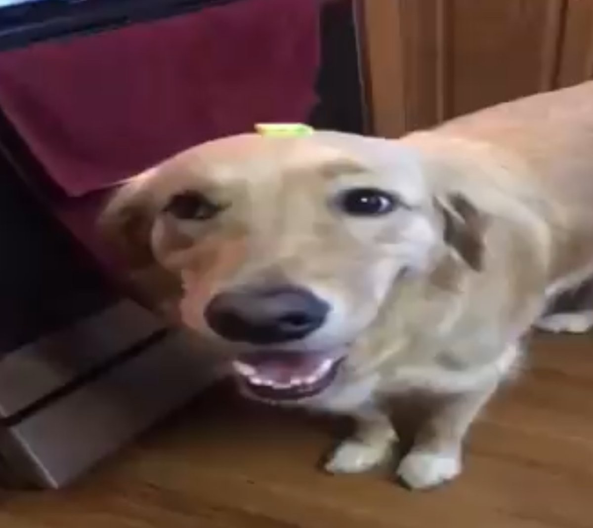 Волки смеются