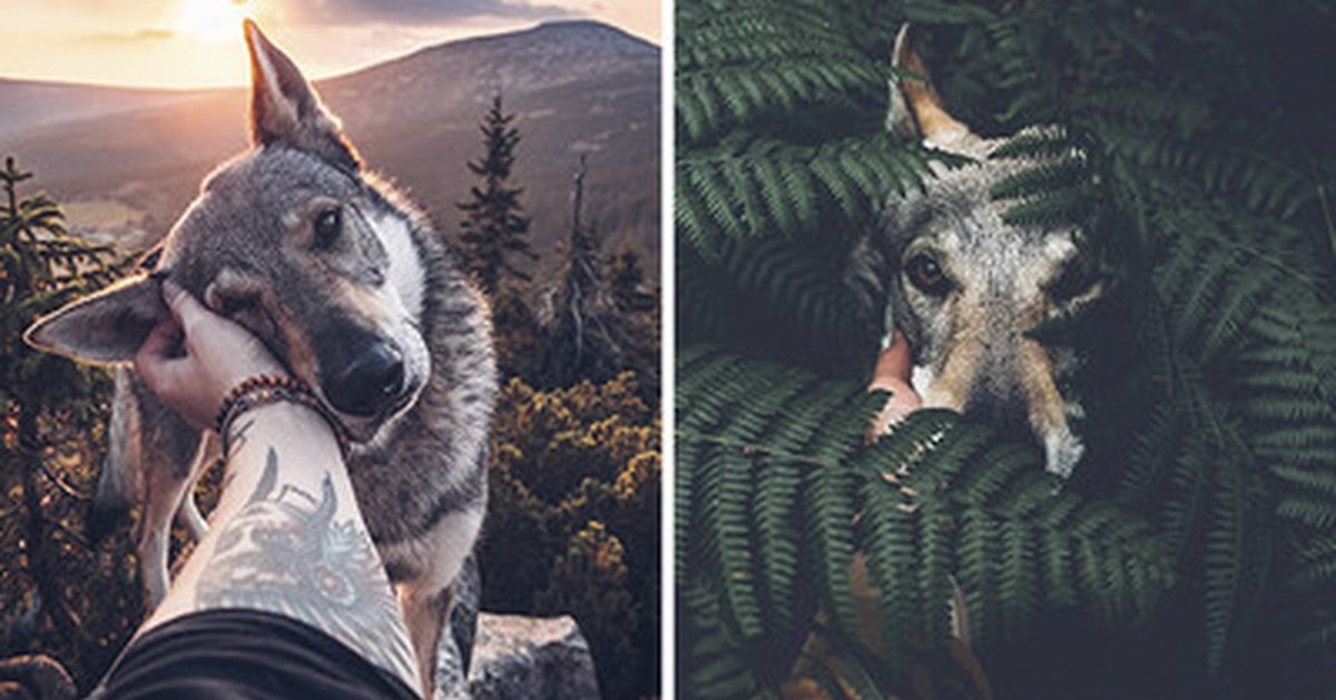 Поход с собакой