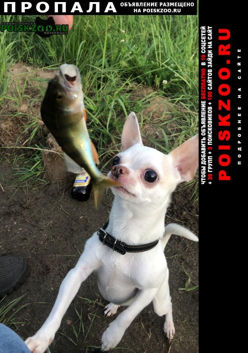 Покормите животных в Мороз