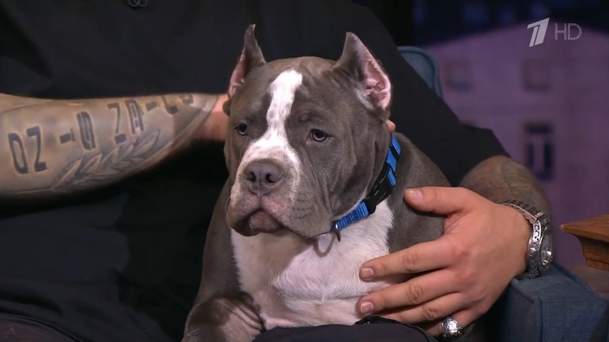 Баста персик амбуль