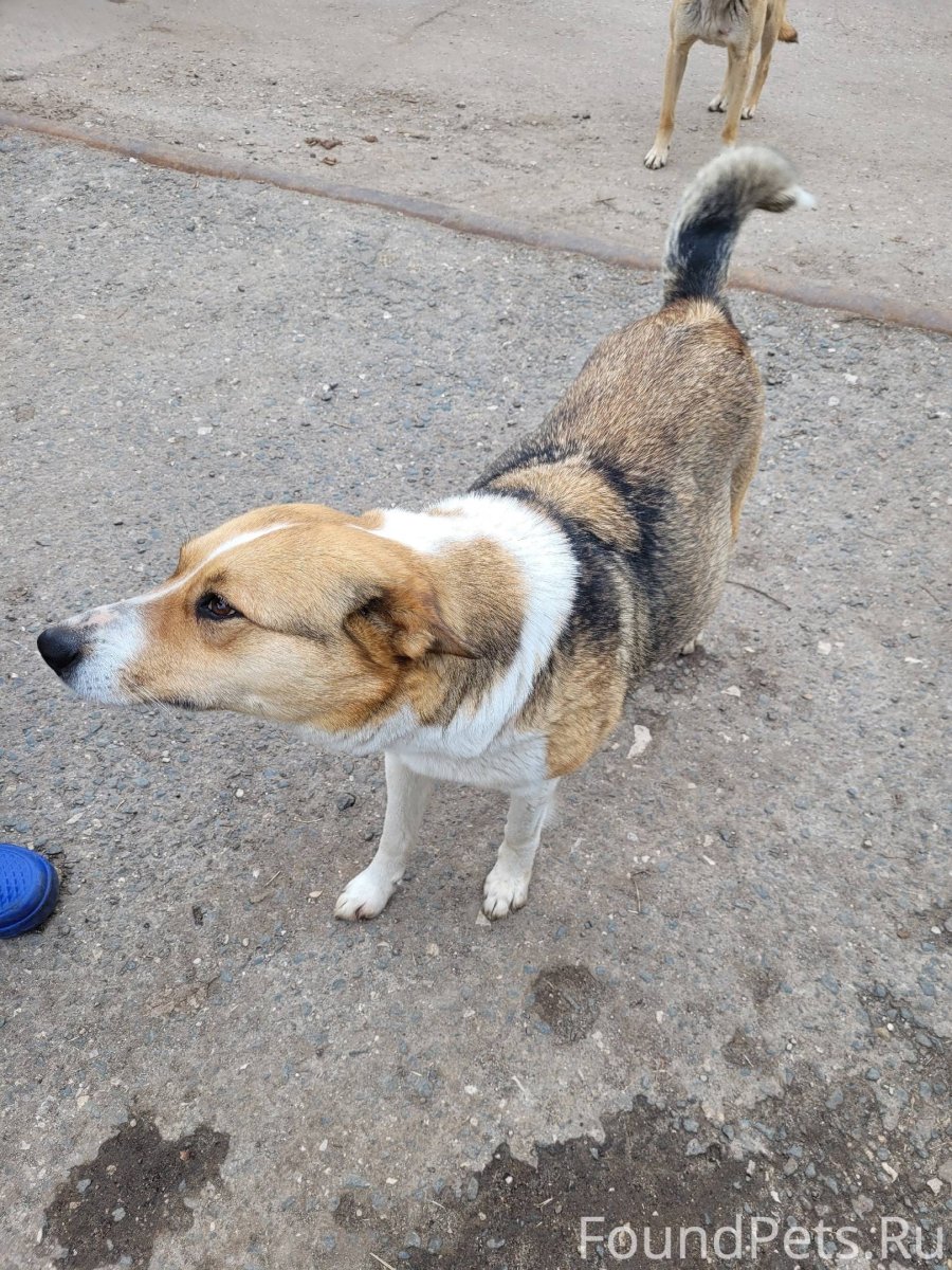 Бандит с питбулем