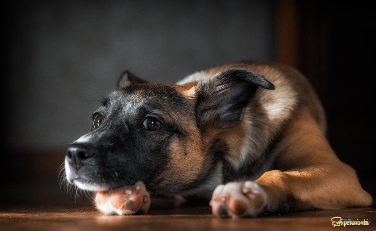 Кабель собака