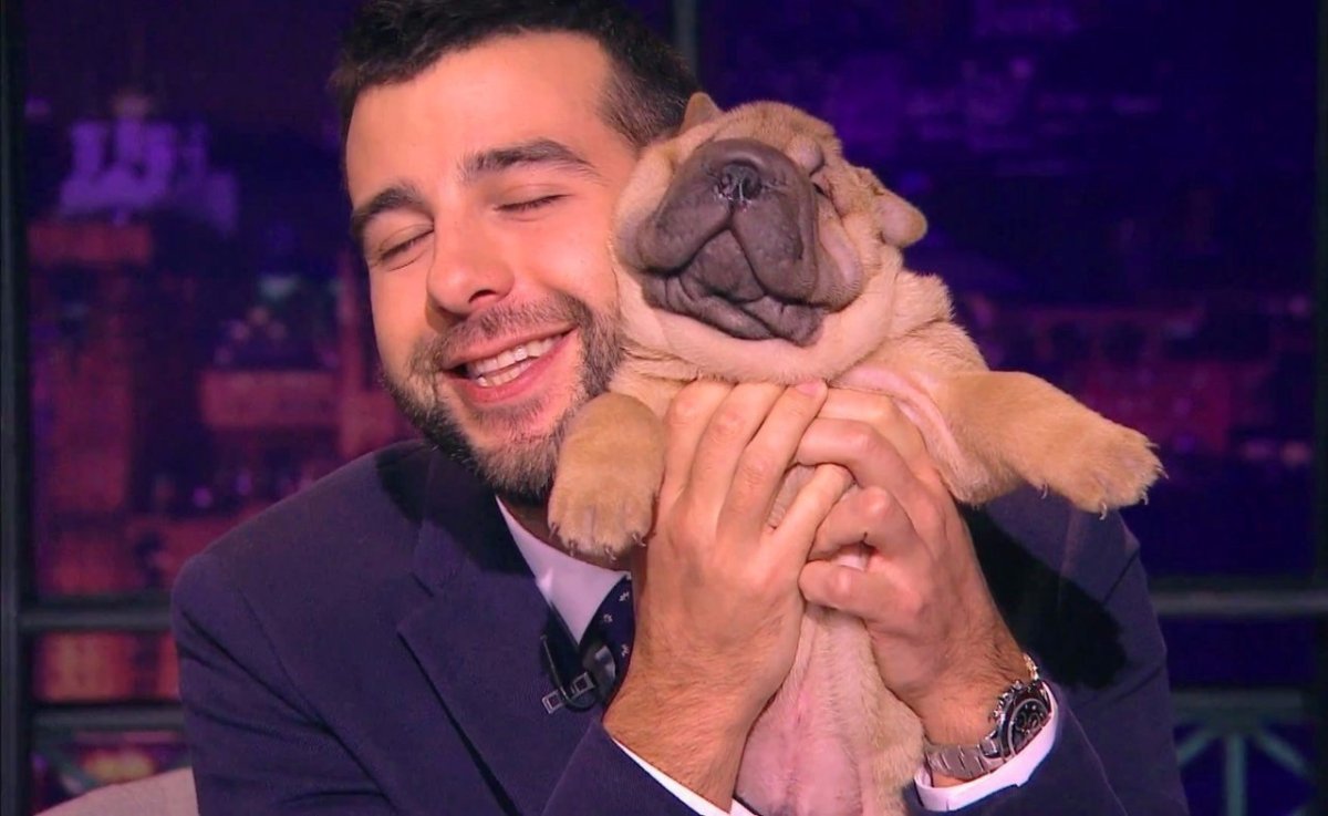 Смешные домашние питомцы