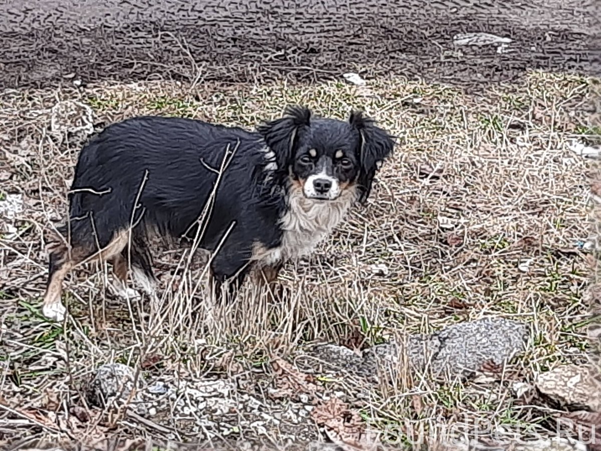Папа не хочет собаку Мем