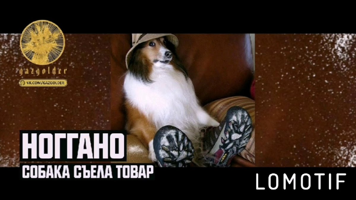 Селфи сверху собака