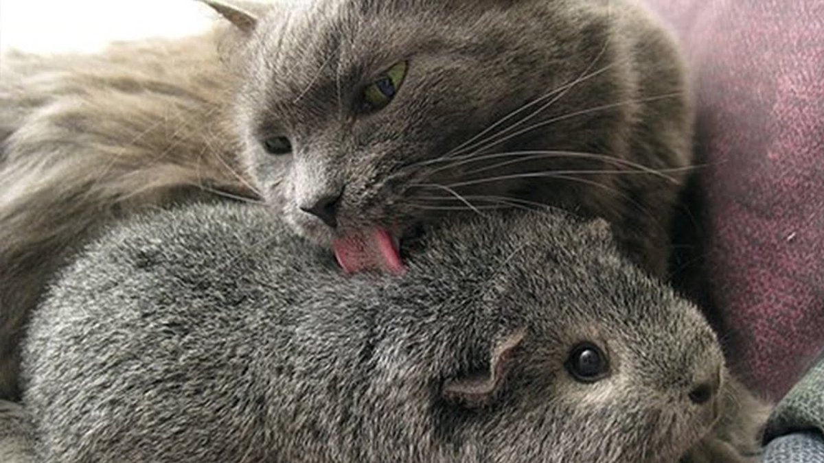 Дружба кота и хомяка