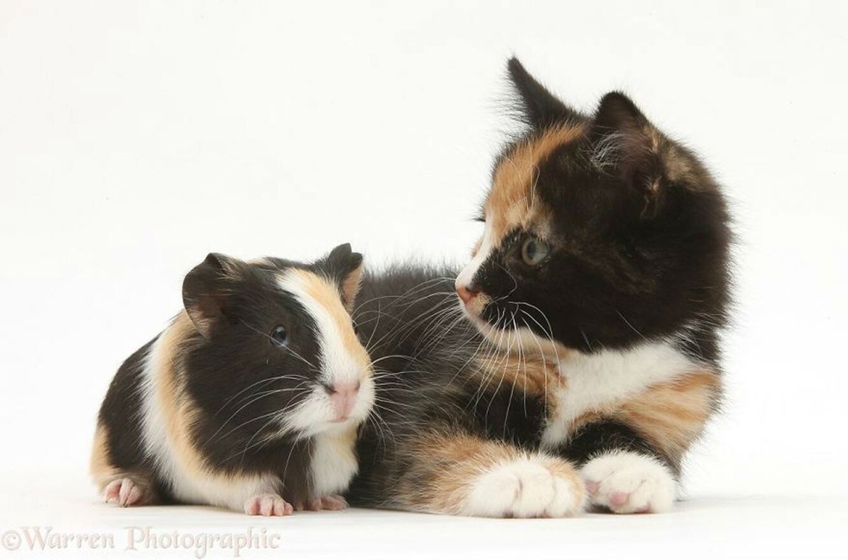 Морская Свинка и кошка