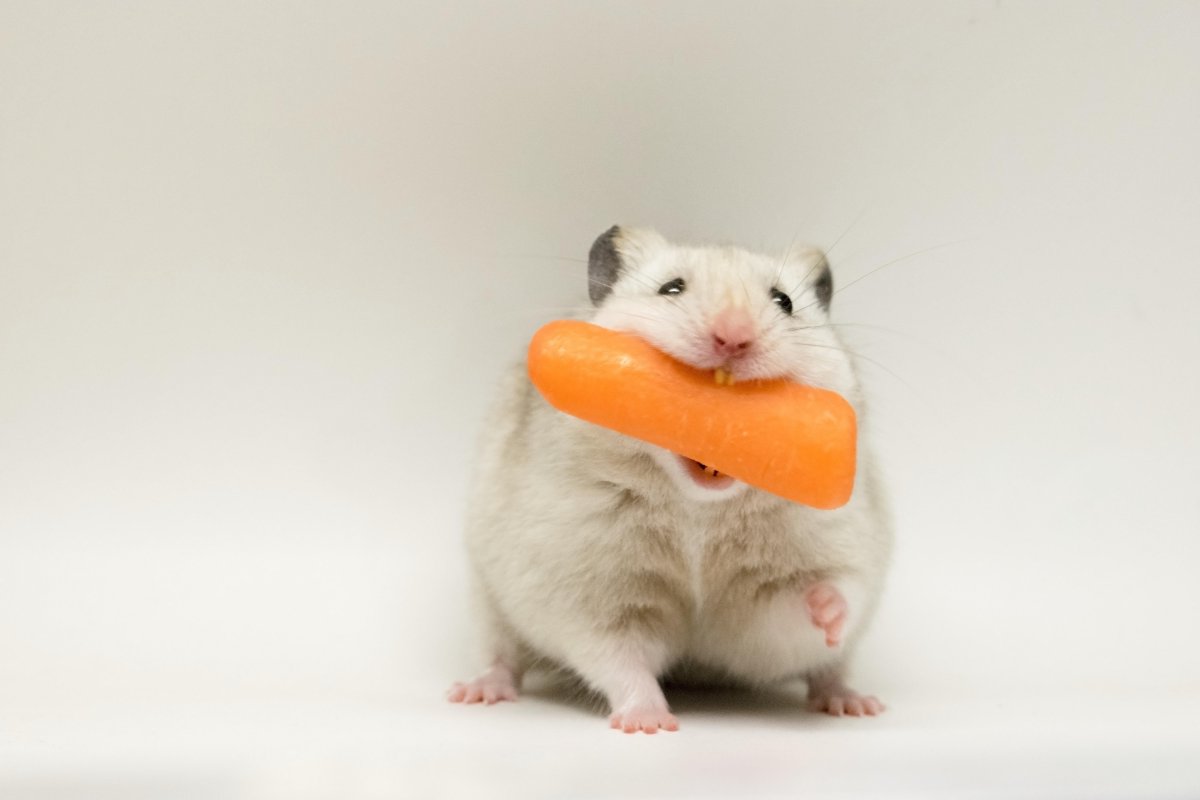 Обои с котиками и хомичками