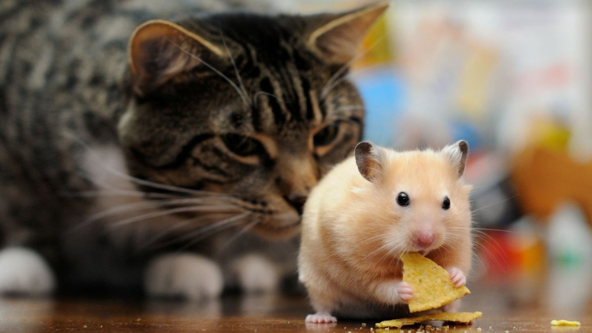 Котята и хомячки