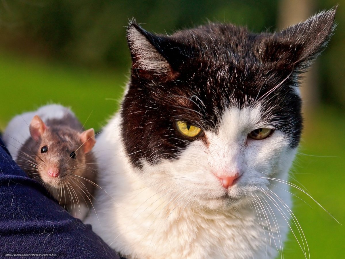 Кот и крыса