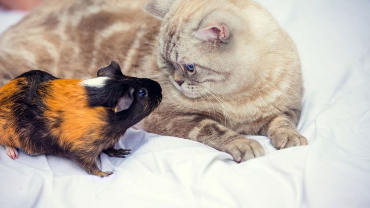 Морская Свинка с котиком