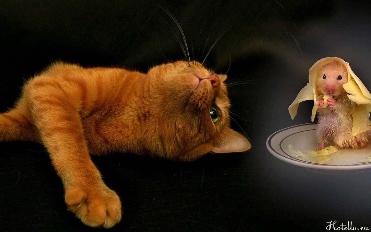Кот и мыши
