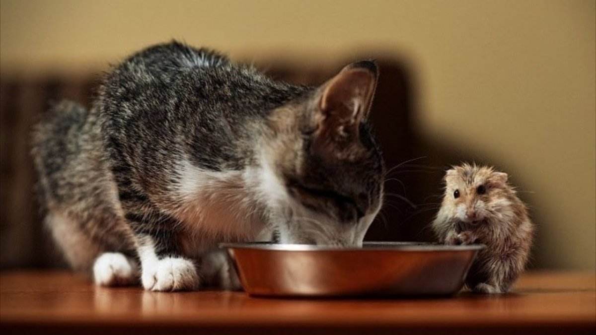 Смешные котята и хомячки