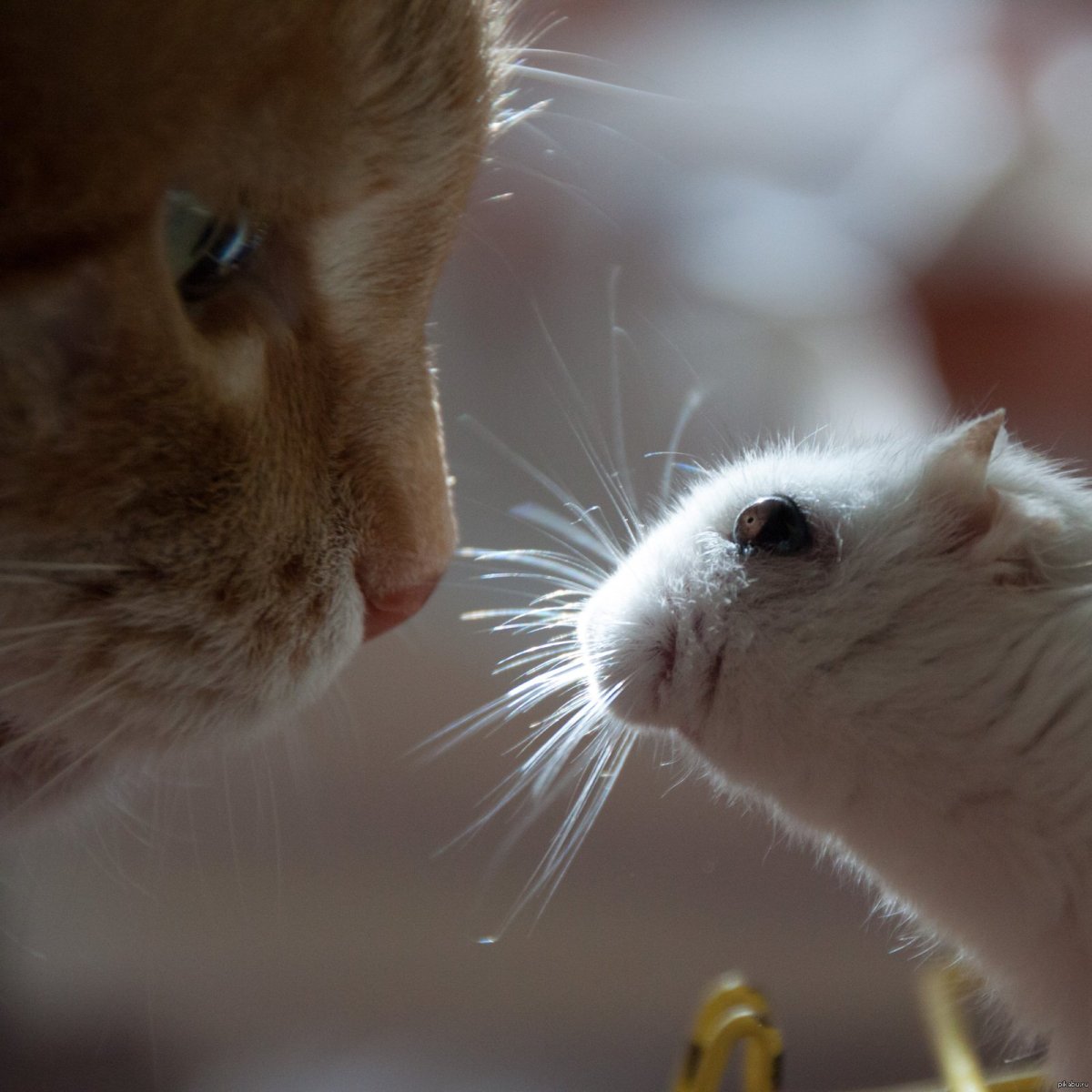 Котенок и хомяк