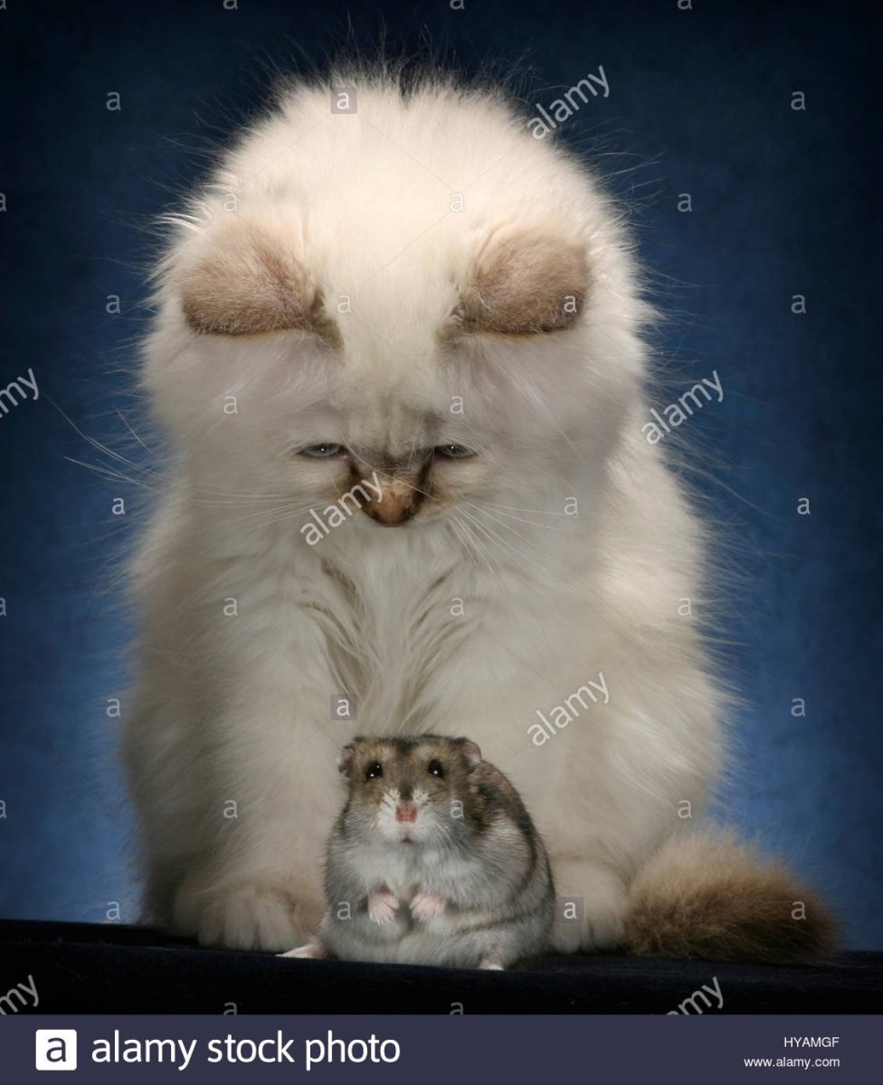 Котята и хомячки