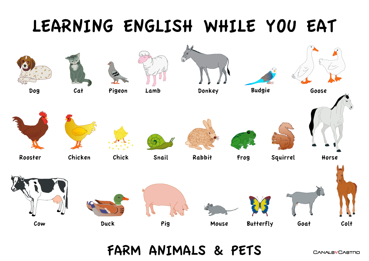 Животные домашние в английском языке таблица