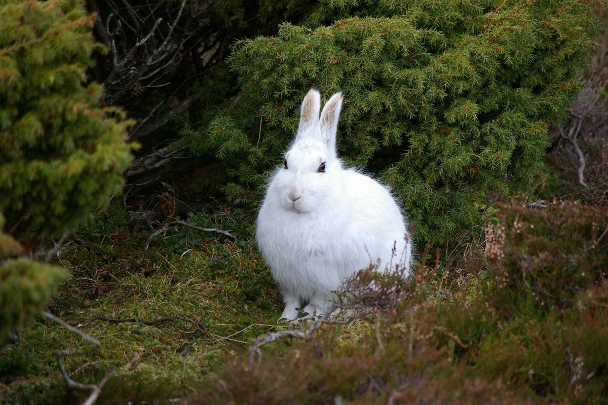 Заяц Беляк в тайге