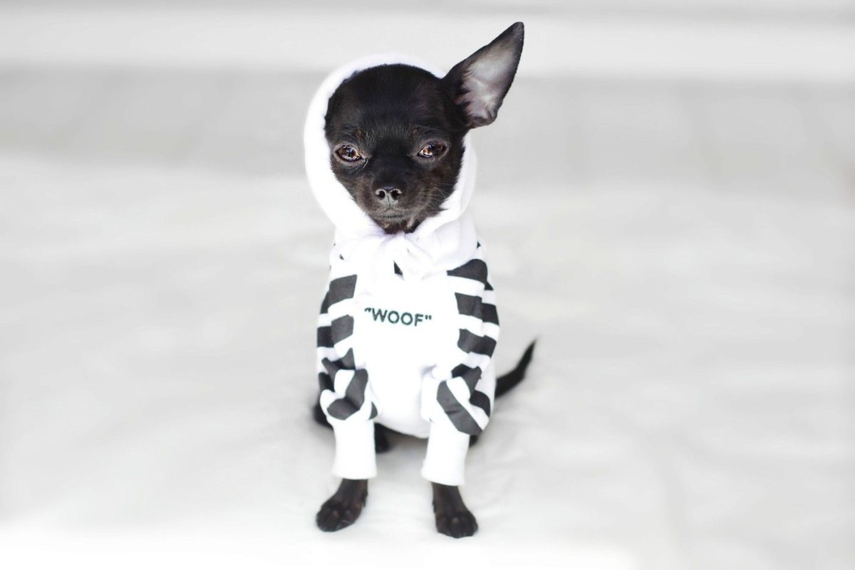 Чихуахуа удивление