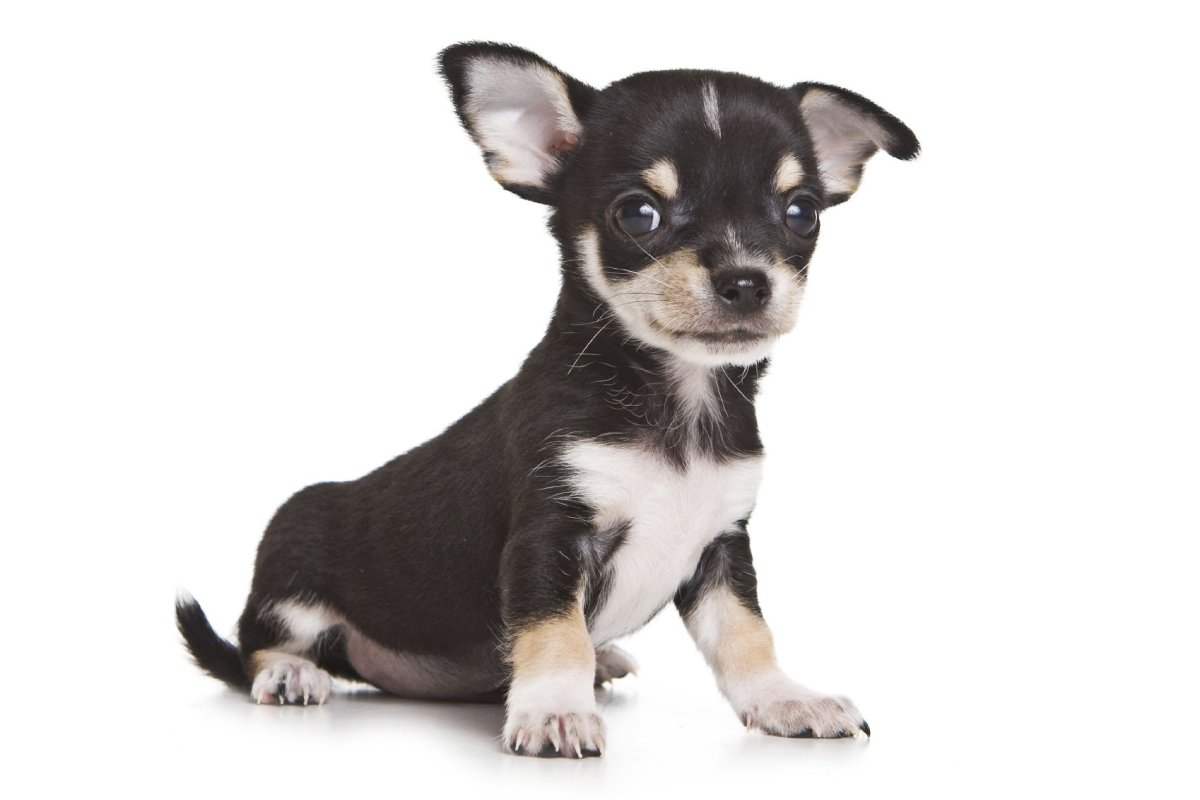 Паспорт чихуахуа. Собакасобака.