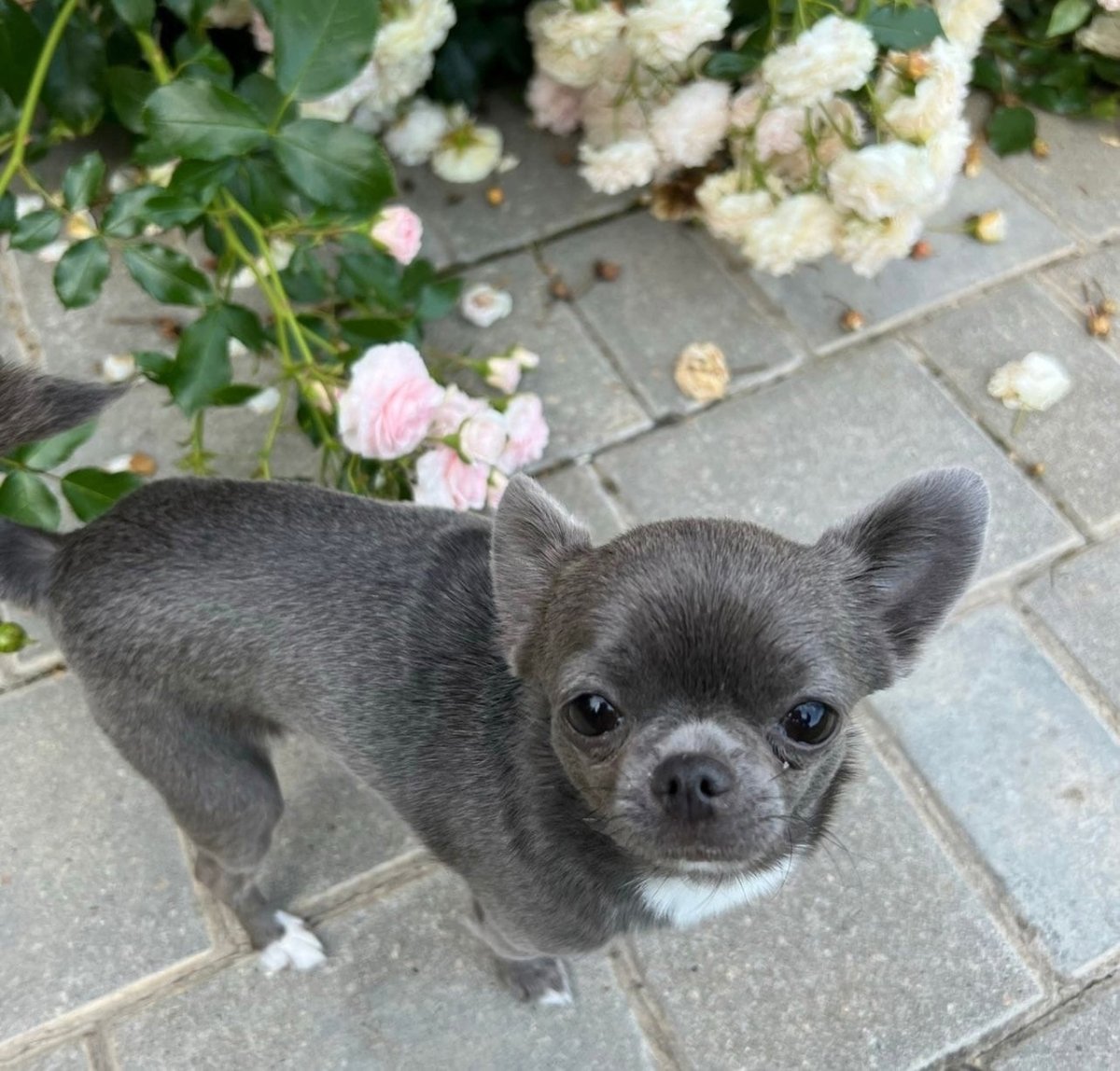 Серый чихуахуа с пятнами