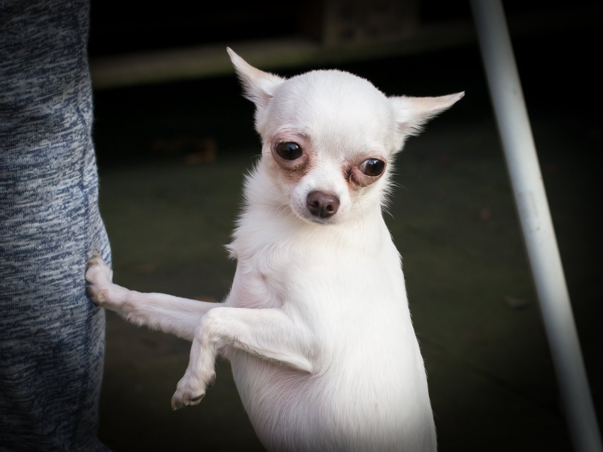 Чихуахуа акварелью