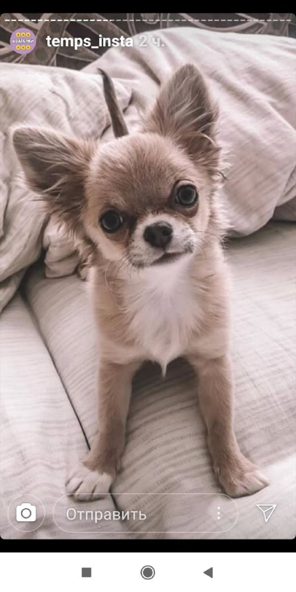 Чихуахуа 2 года