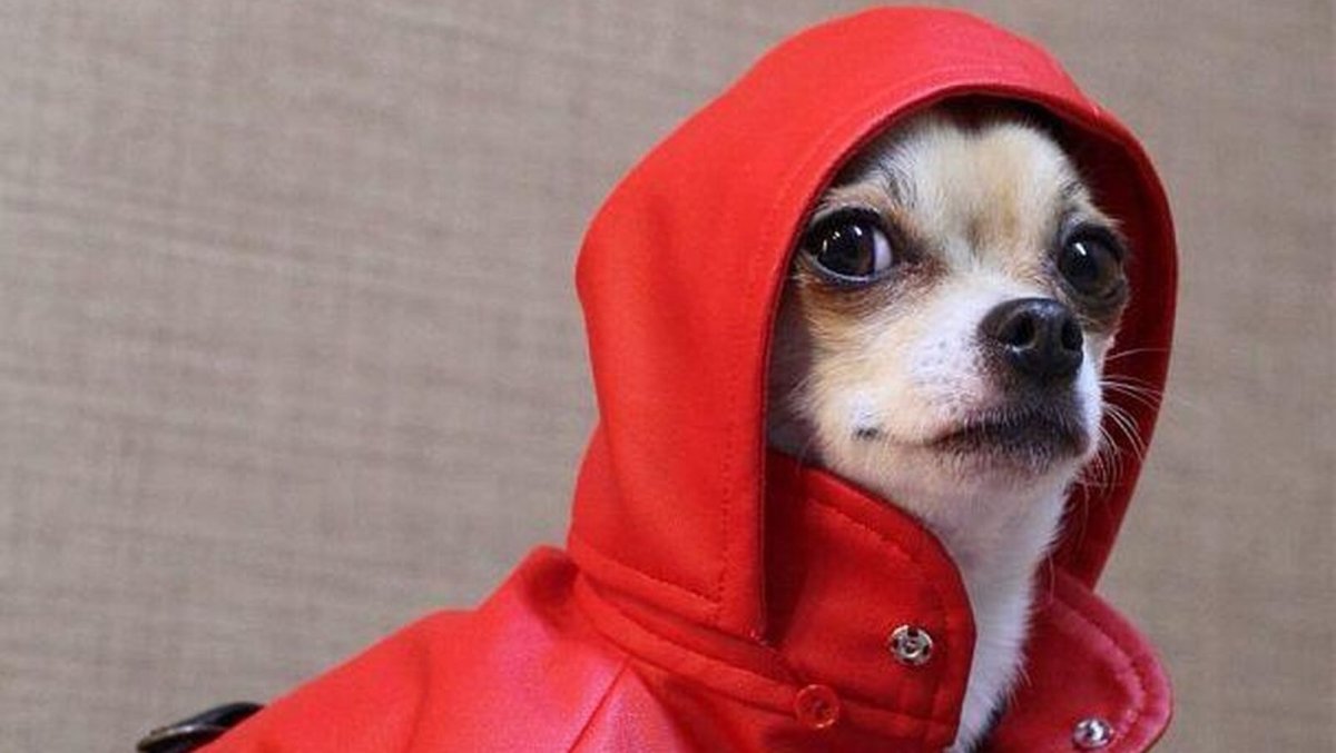 Чихуахуа голова строение