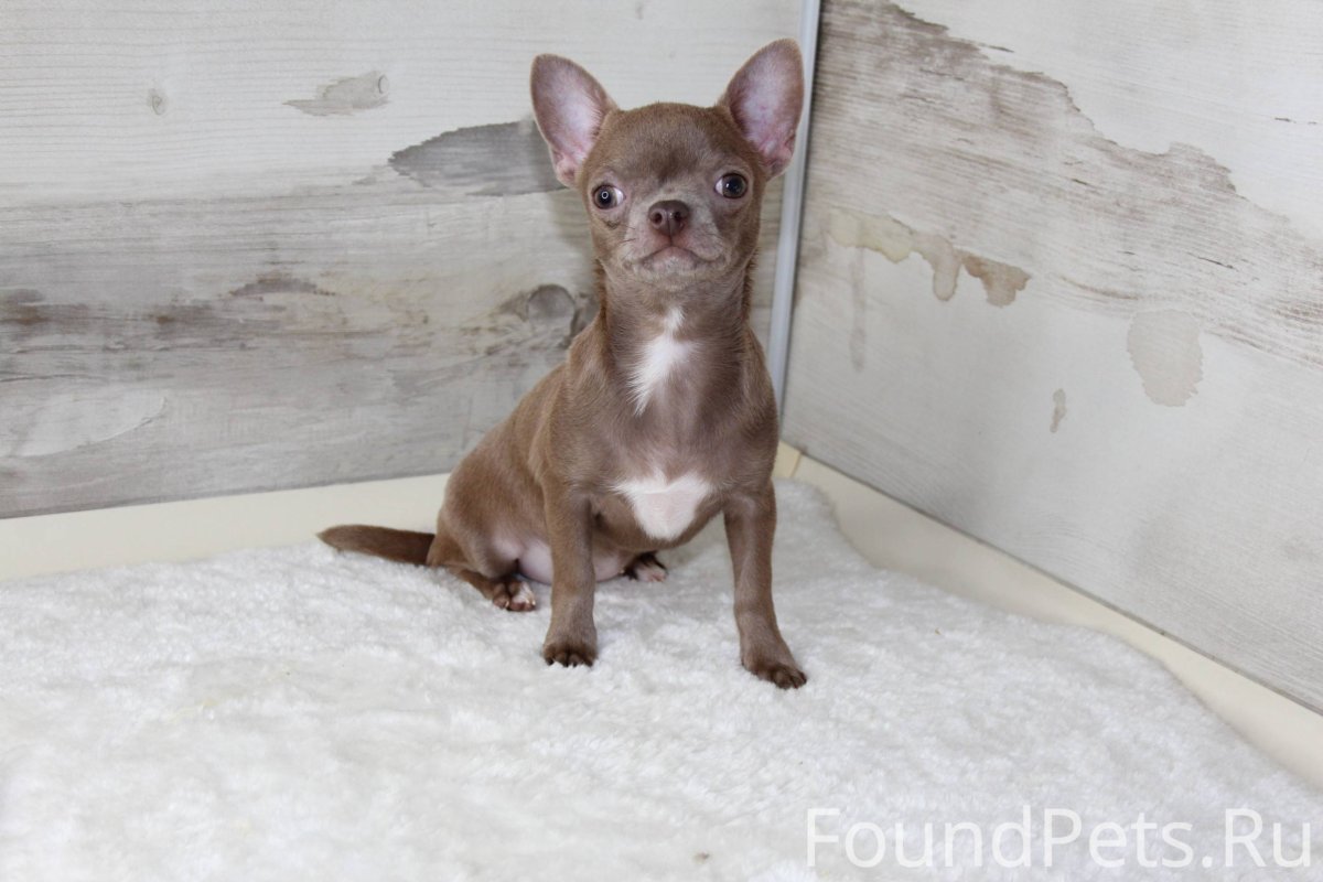 Чихуахуа устала