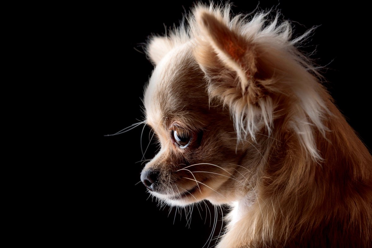 Маленькие котики и собачки