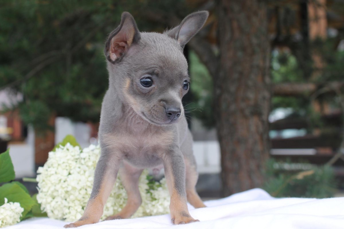 Маленькая белая собачка чихуахуа