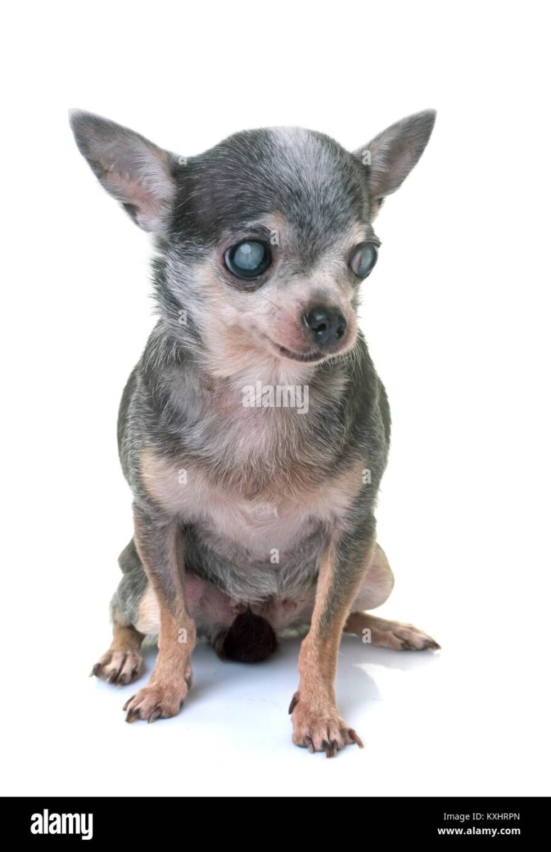 Чихуахуа фото щурится