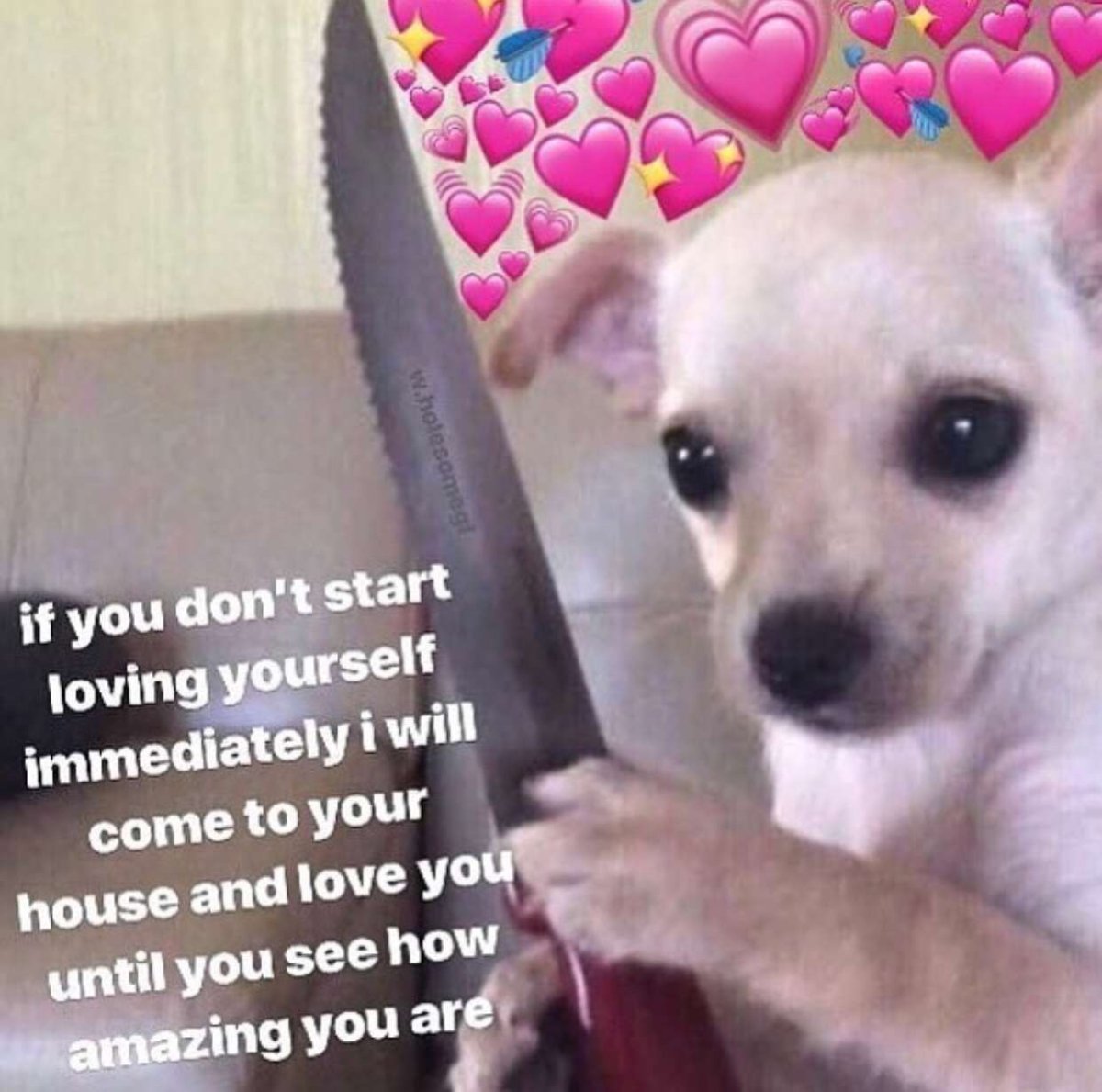 Смешная собака чихуахуа злится