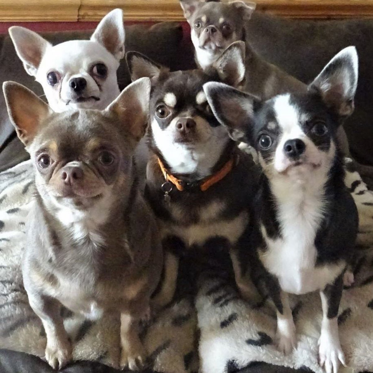 Щенок чихуахуа смотрит вверх