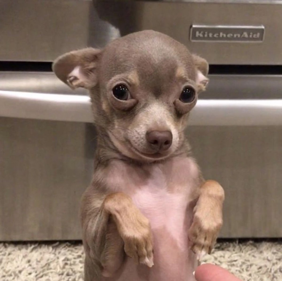 Чихуахуа БУБУ