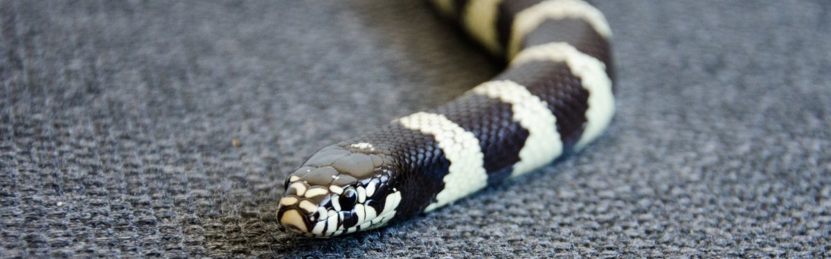 Белая пятнистая змея