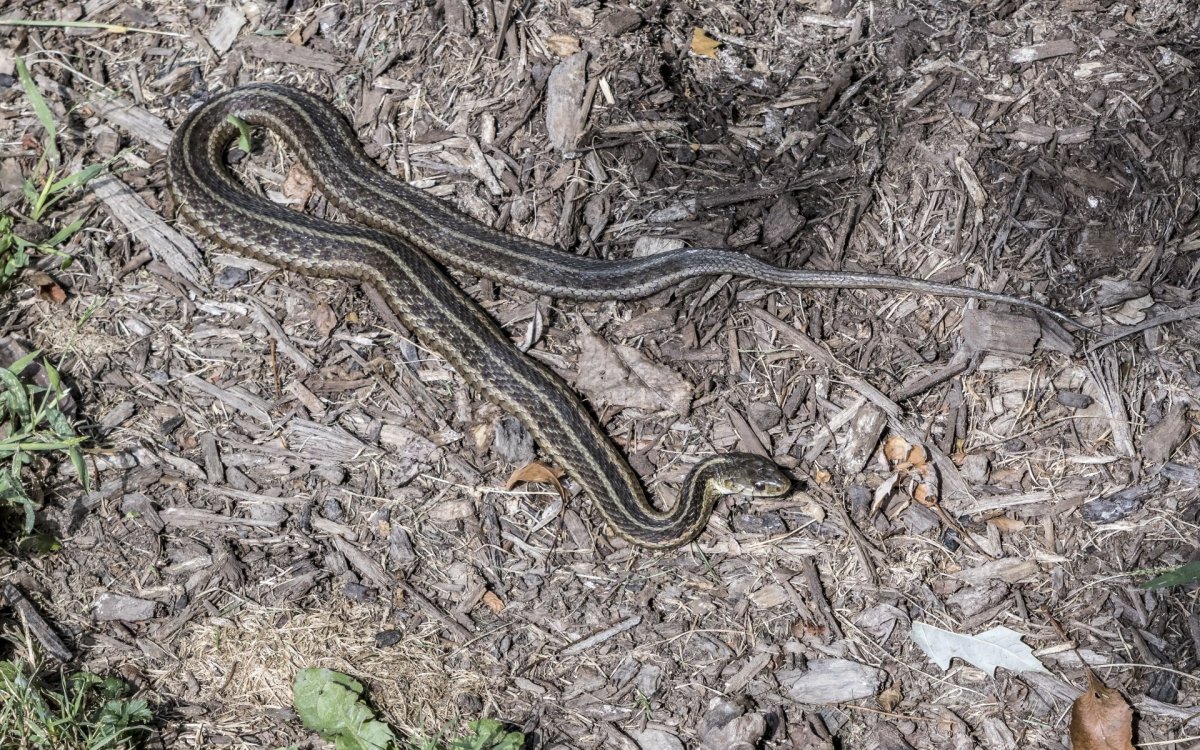 Eastern Garter Snake