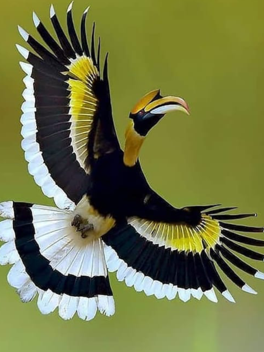 Экзотические птицы в полете