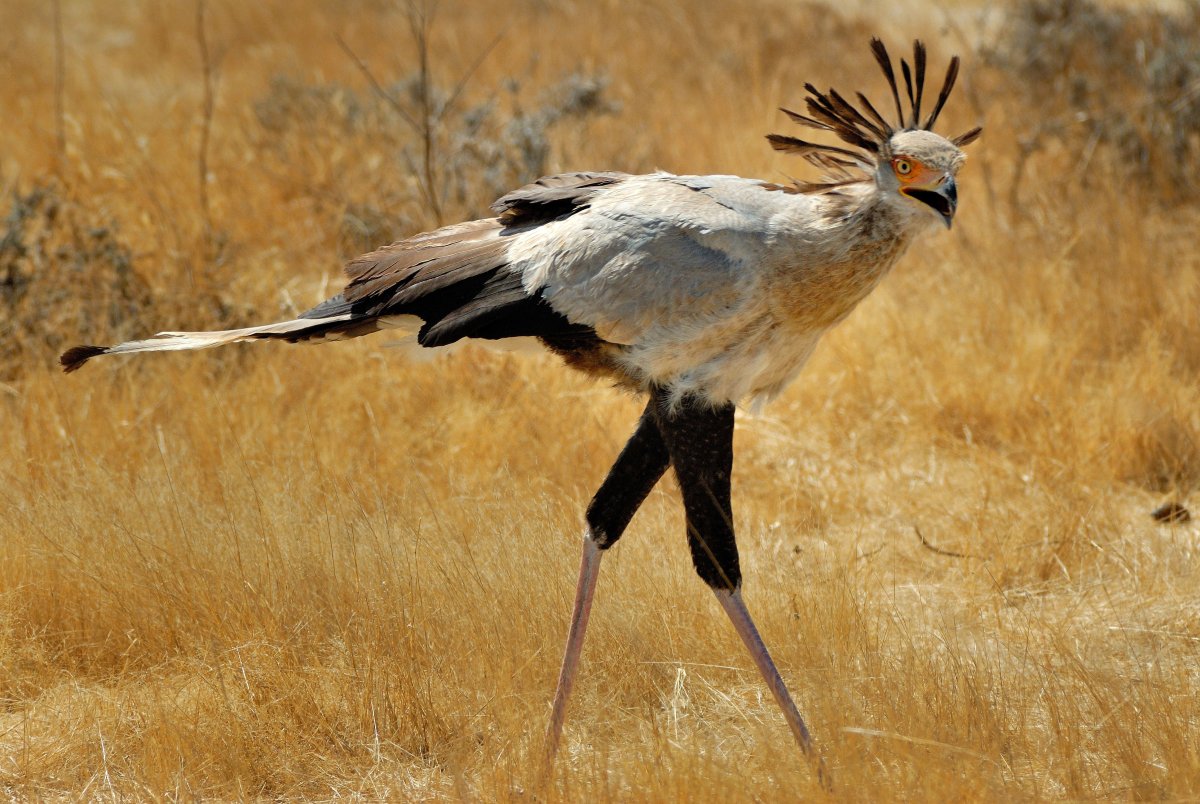 Ткачик птица гнездо