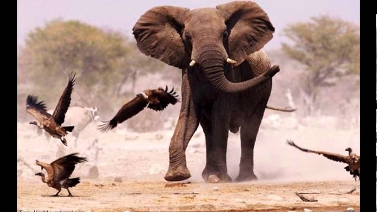 Протея канарейка птица