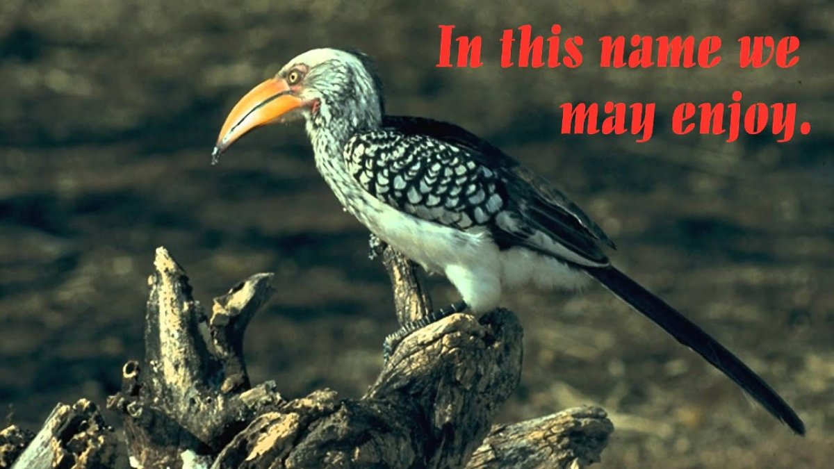 Желтоклювый токо