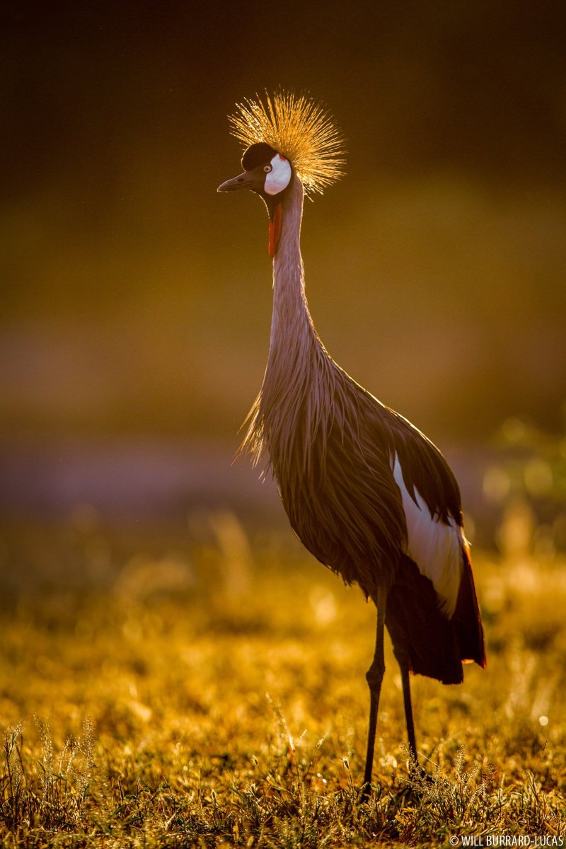 Птицы Африки