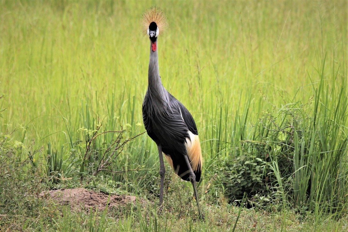 Хохлатый журавль