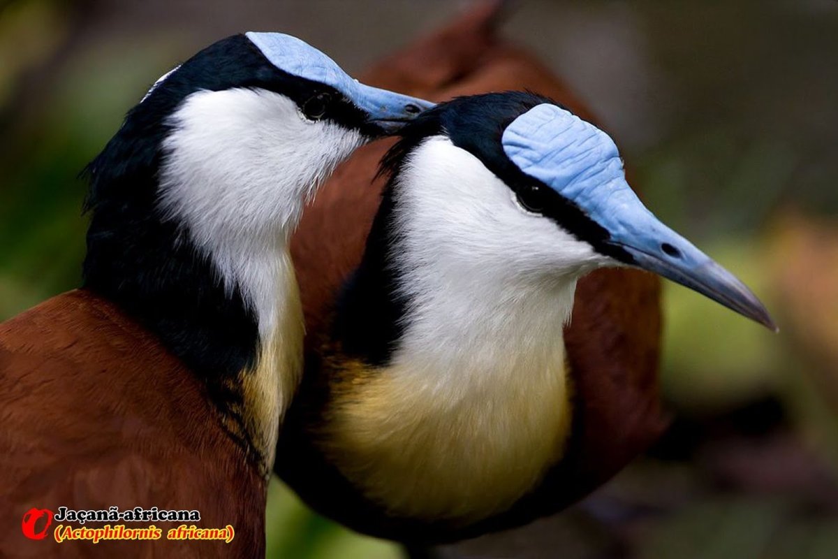 Aфрикaнскaя якaнa