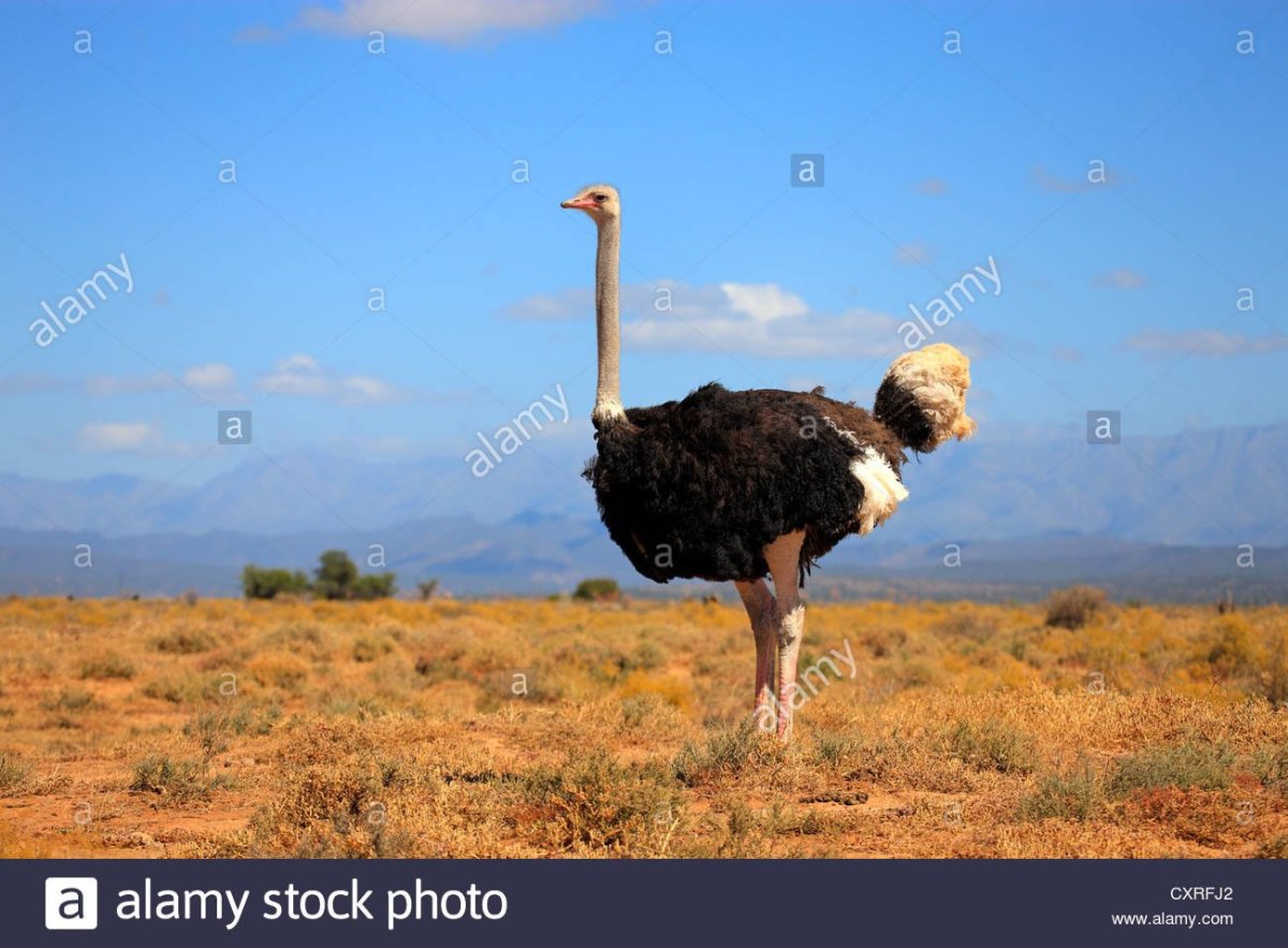 Африканский венценосный журавль