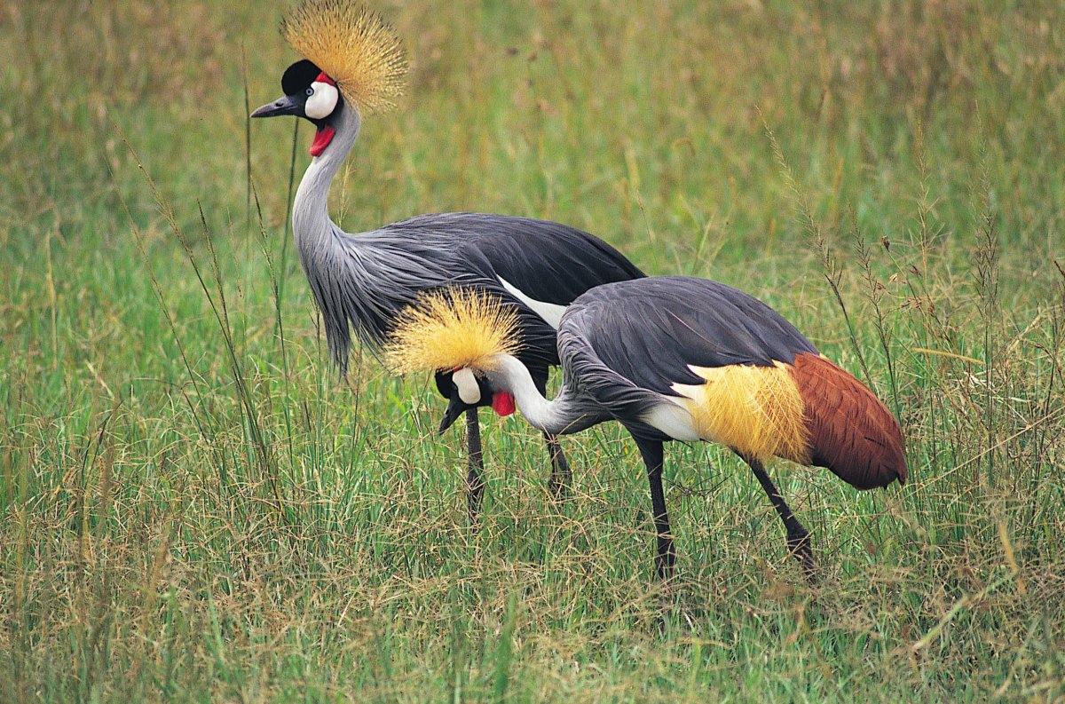 Грифовая цесарка