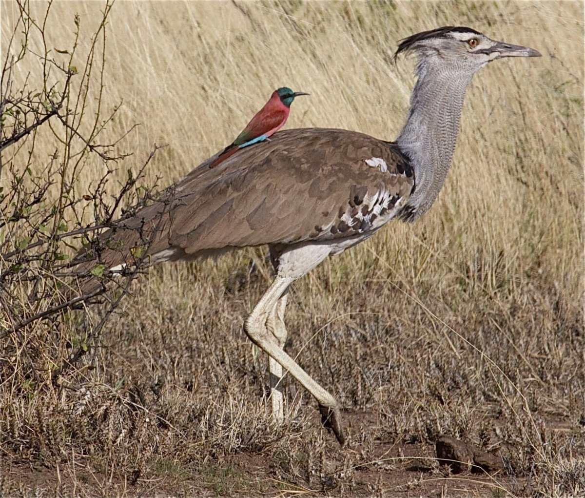 Птица секретарь царство вид