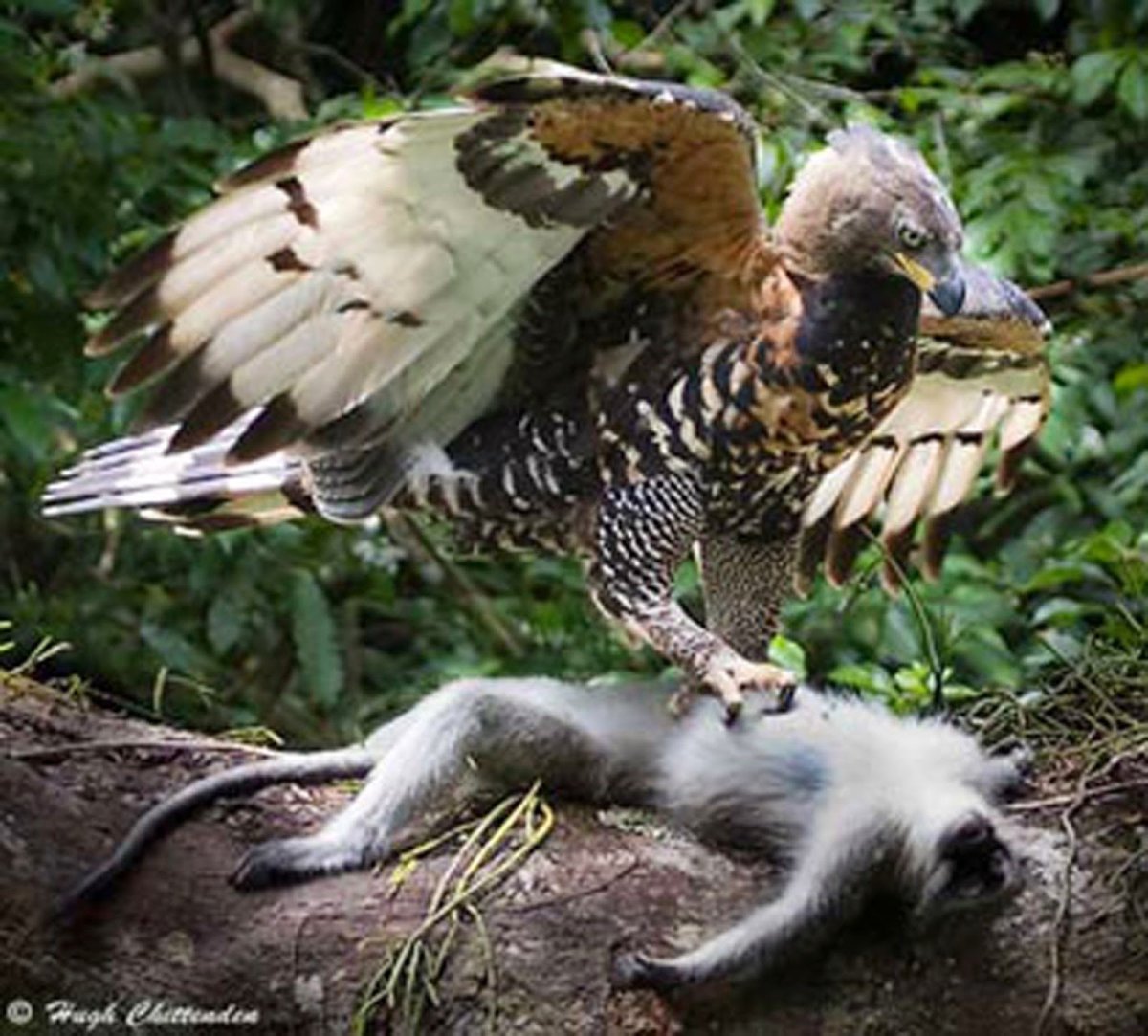 Попугай ара и Какаду в природе