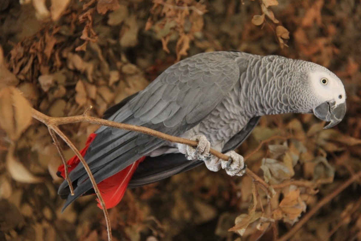 Полосатые птицы