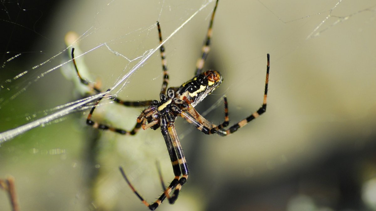 Паук Арахнид