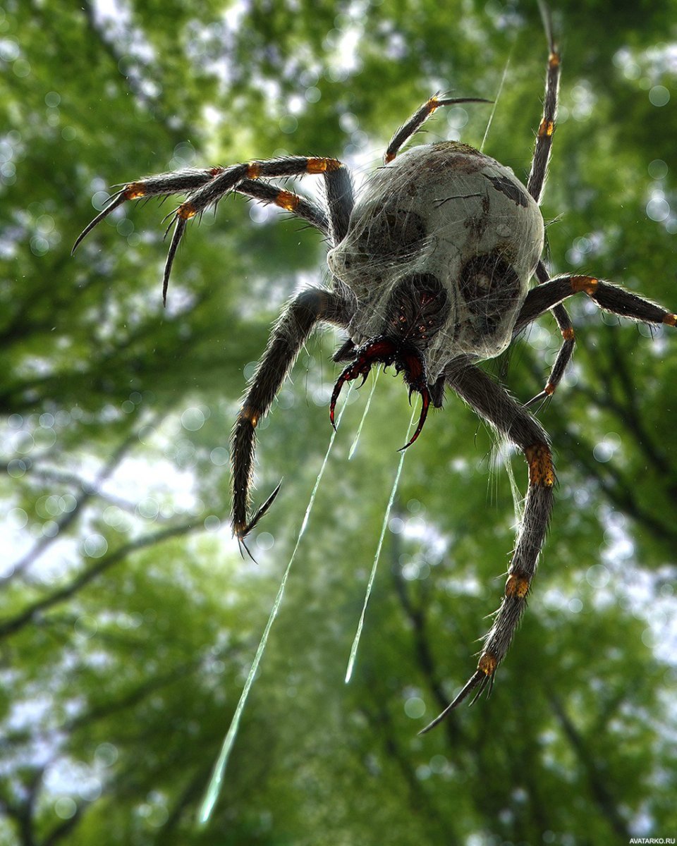 Паук крестовик Дальневосточный